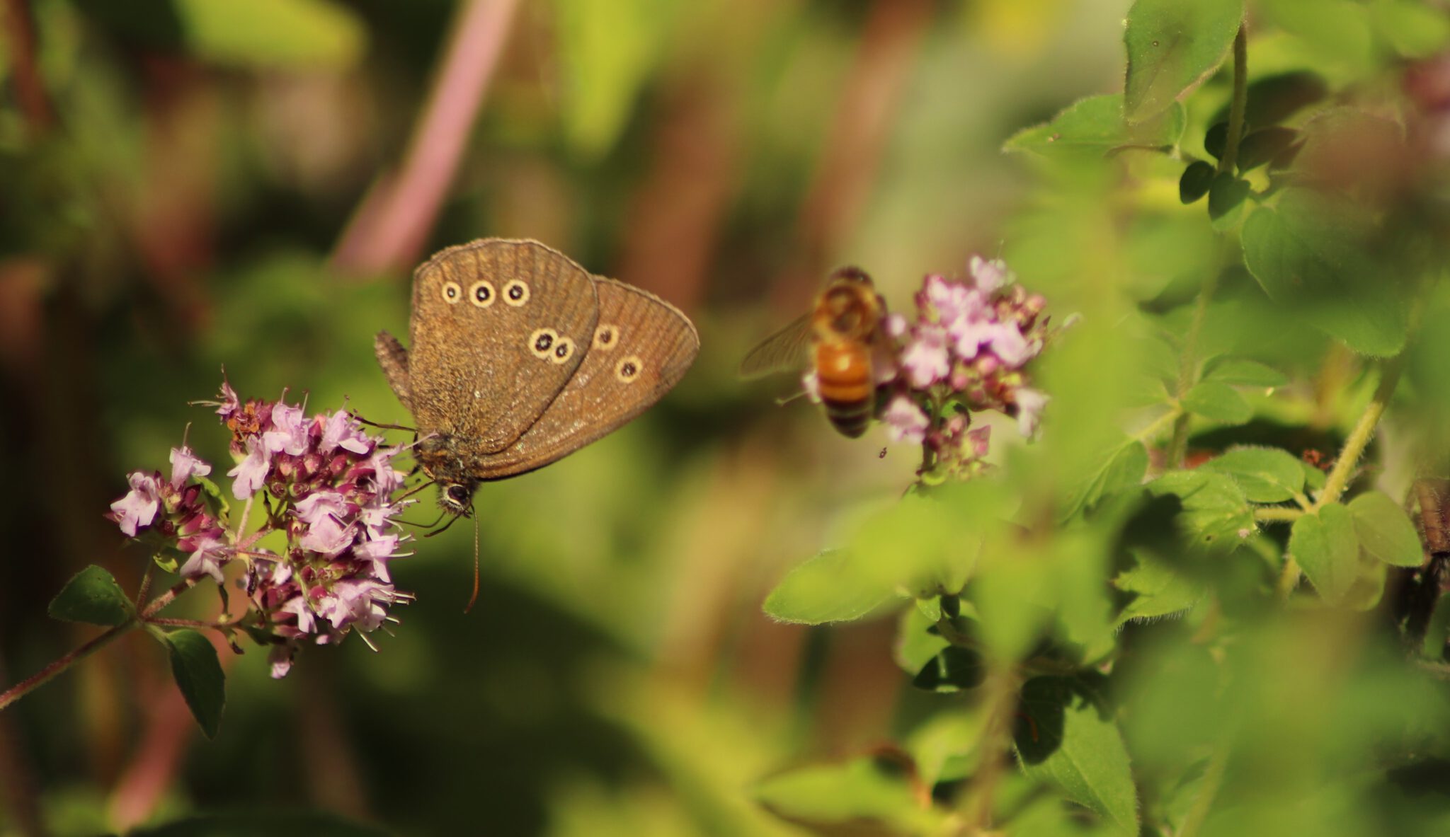 Vlinders in je buik (en in het bos) – Vrienden van de Slangenburg